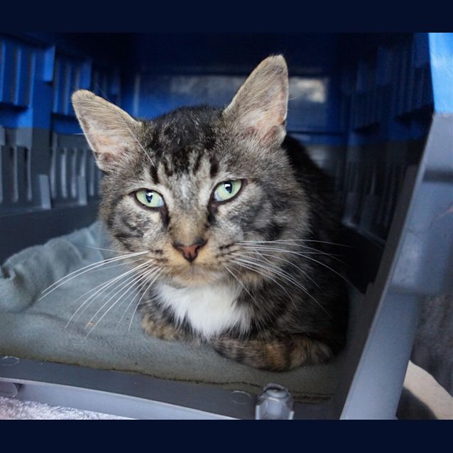Photo of Romeo