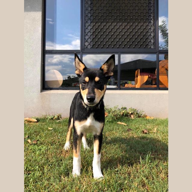 Photo of Shadow