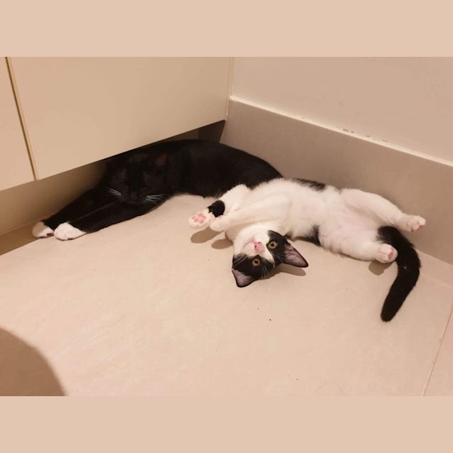 Photo of Luna & Po