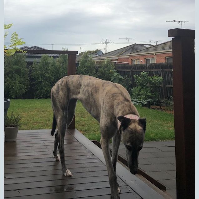 Photo of Gracie.  Melbourne