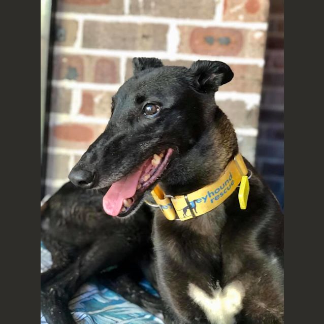 Photo of Maeve (In Foster)