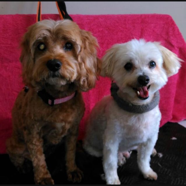 Photo of Ruby And Toby