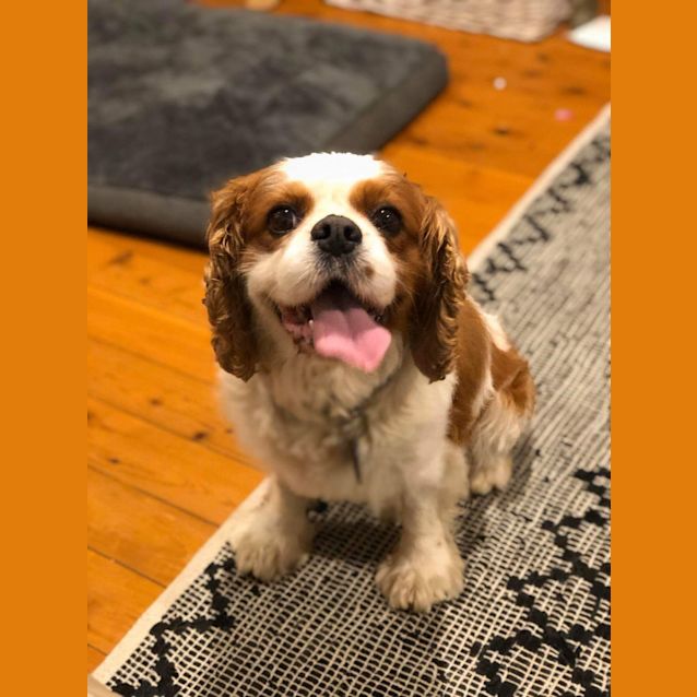 Photo of Buster 💙