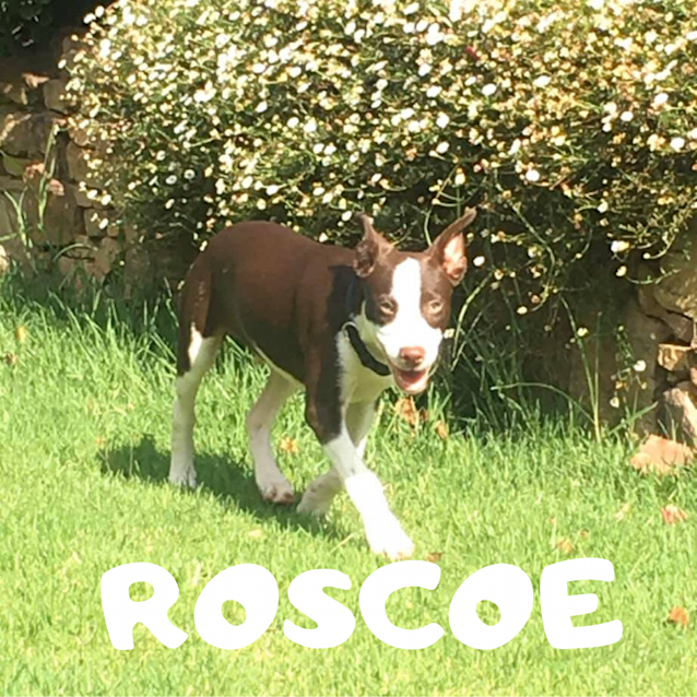 Photo of Archer, Pedro And Roscoe