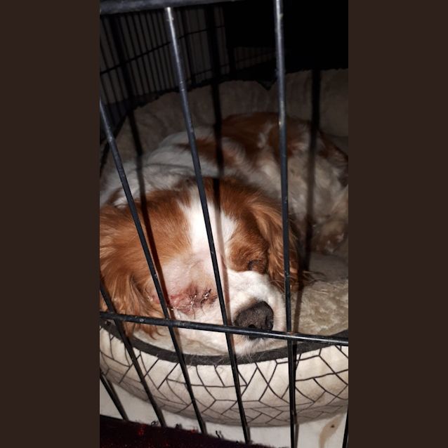 Photo of Charlie