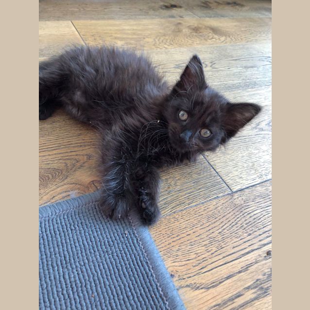 Photo of Pepsi