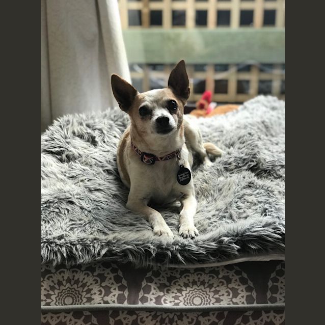 Photo of Muppet