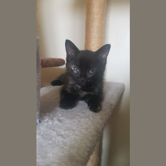 Photo of Pebbles 