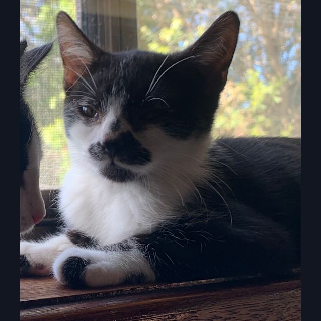 Photo of Zorro