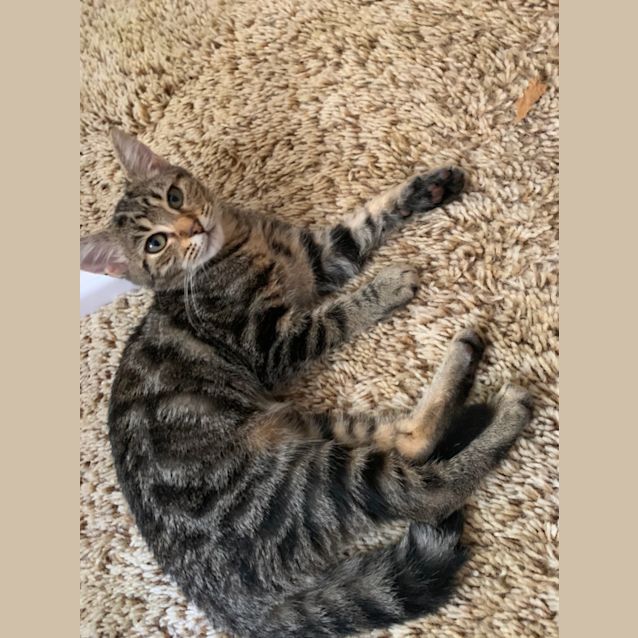 Photo of Sooky