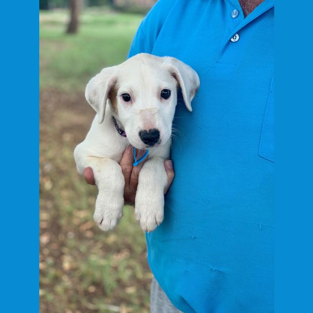Photo of Asha