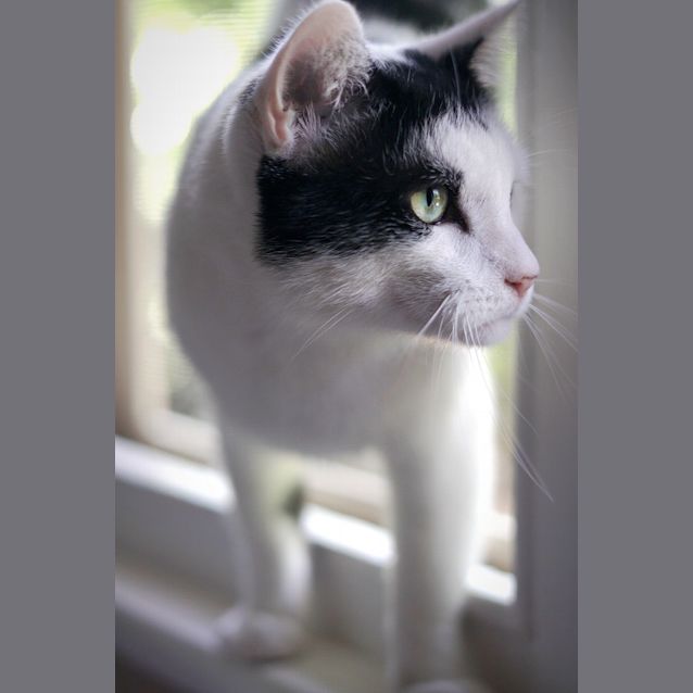 Photo of Captain ~ 5 Year Old Male Cat (On Trial 1/3/20)