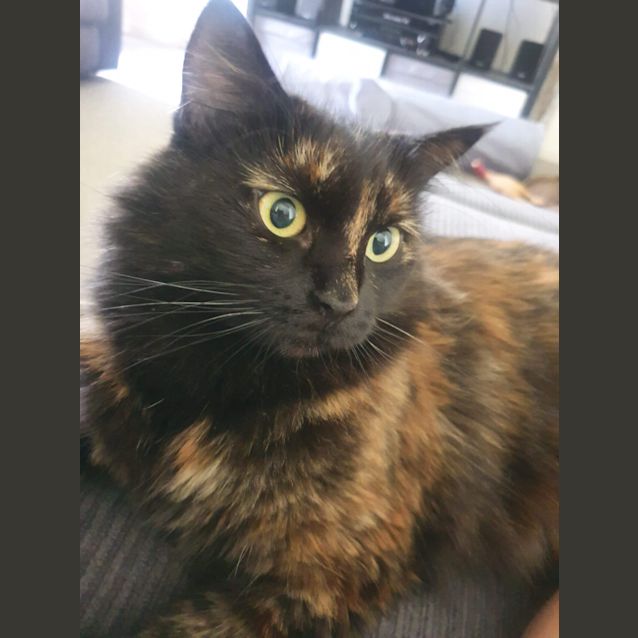 Photo of Cat