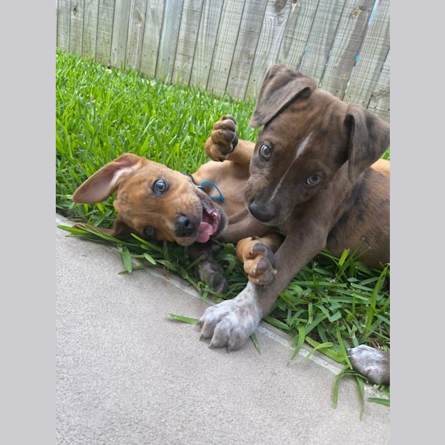 Photo of Astro 