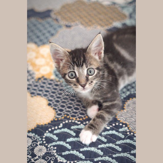 Photo of Banksy ~ 7wo Male Kitten (On Trial 7/3/20)