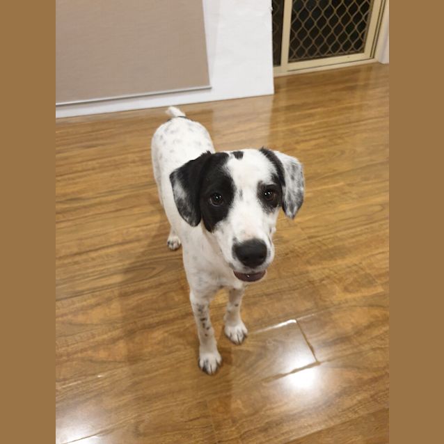 Photo of Cookie (Adoption Pending)