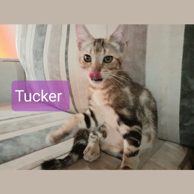 Photo of Tucker ❤