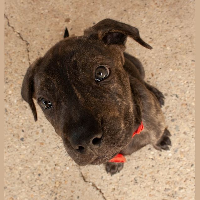 Photo of Koa