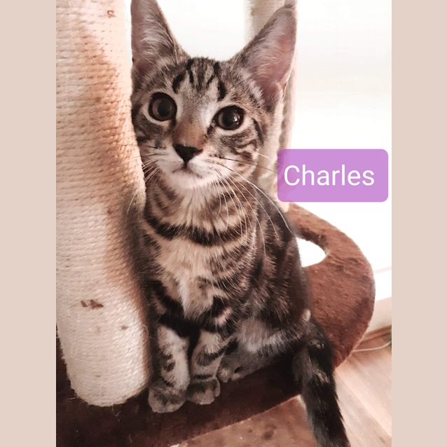 Photo of Charlie ❤