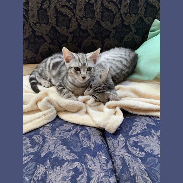 Photo of Zorro & Tiger 