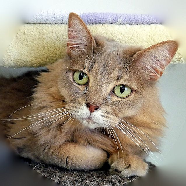 Photo of Purrdy Sua004956