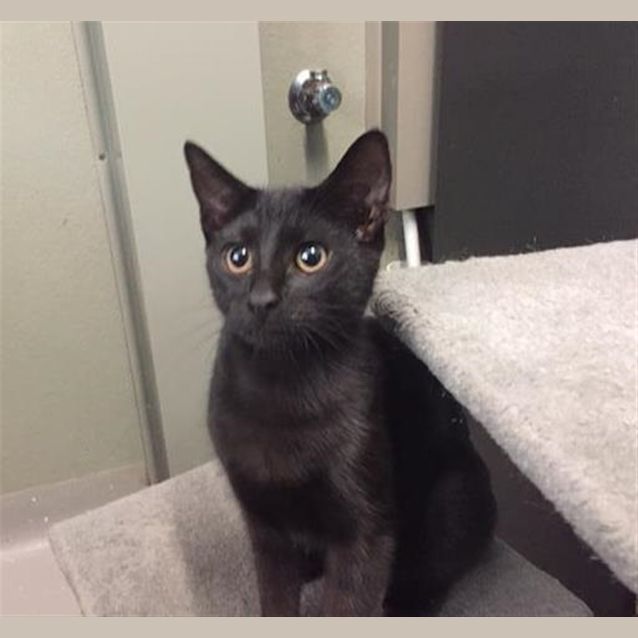 Photo of Zorro
