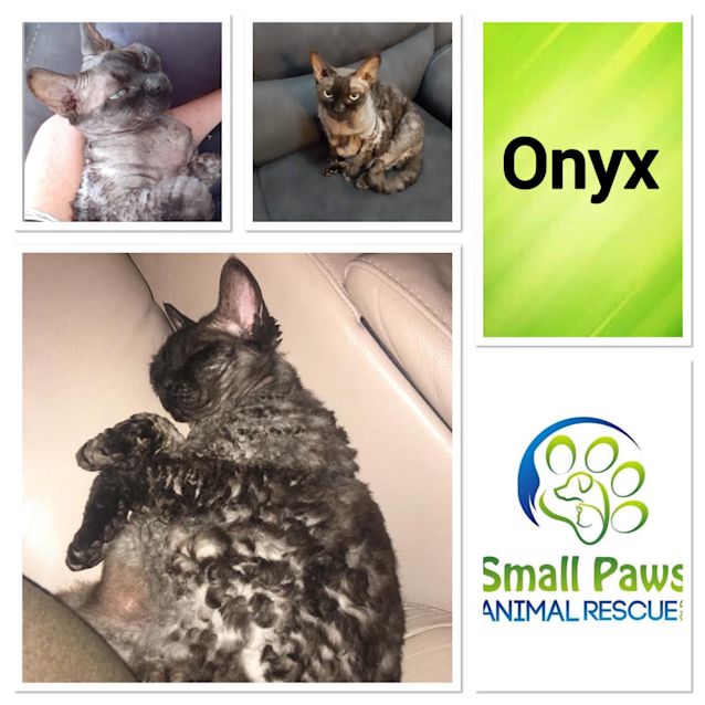 Photo of Onyx