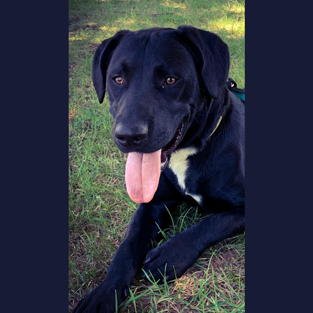 Photo of Odie 