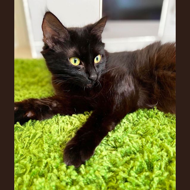 Photo of Blacky 🖤