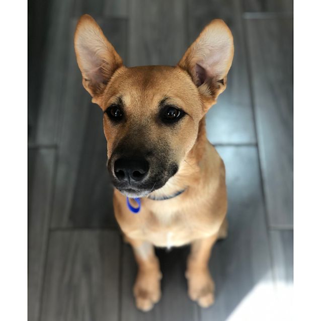 Photo of Moose ~ Loving 6mo Staffy X (On Trial 12/3/20)