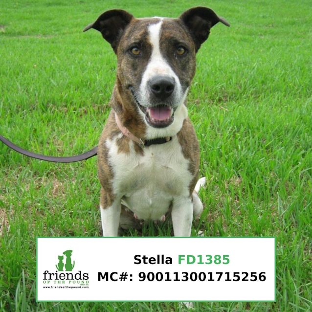 Photo of Stella