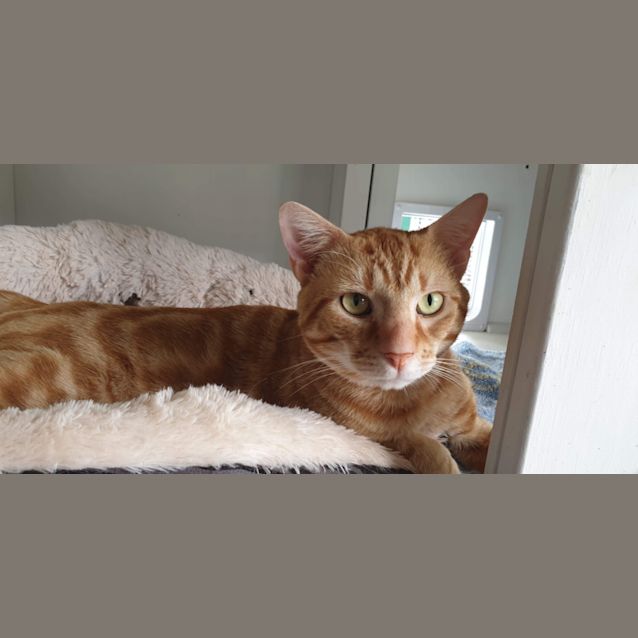 Photo of Ginger Megs