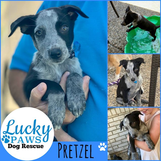 Photo of Pretzel