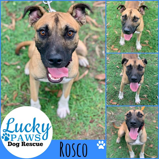Photo of Rosco