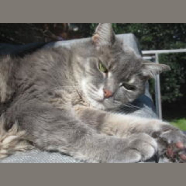 Photo of Stella (Also Known As Bella)