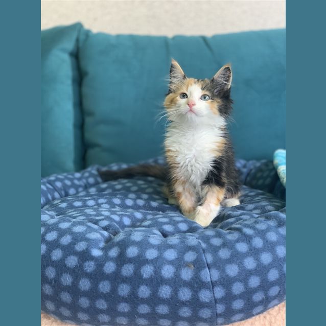 Photo of Apricot