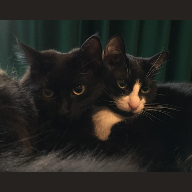 Photo of Oreo And Lily