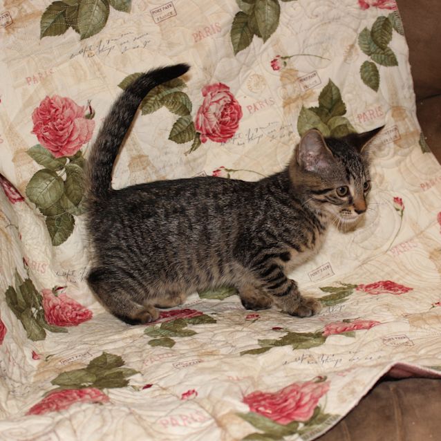 Photo of Floki **2nd Chance Cat Rescue**