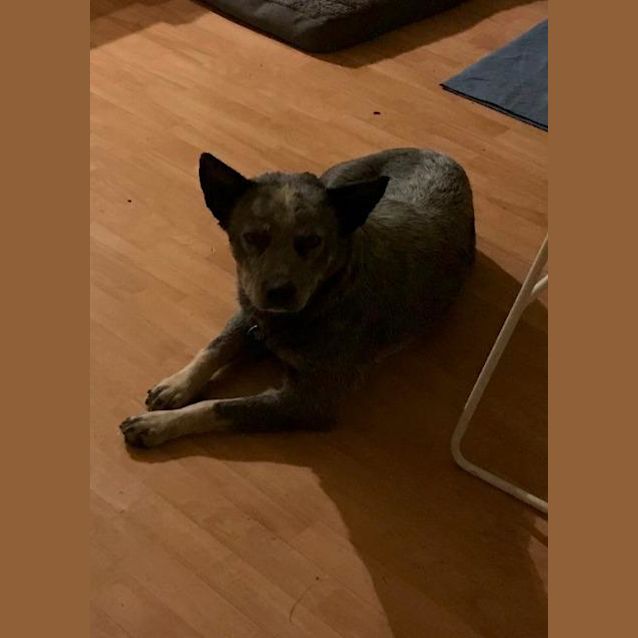 Photo of Clyde