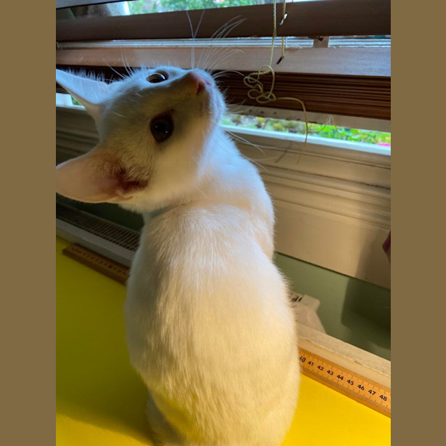 Photo of Micah & Flint   Wacky Little Brothers