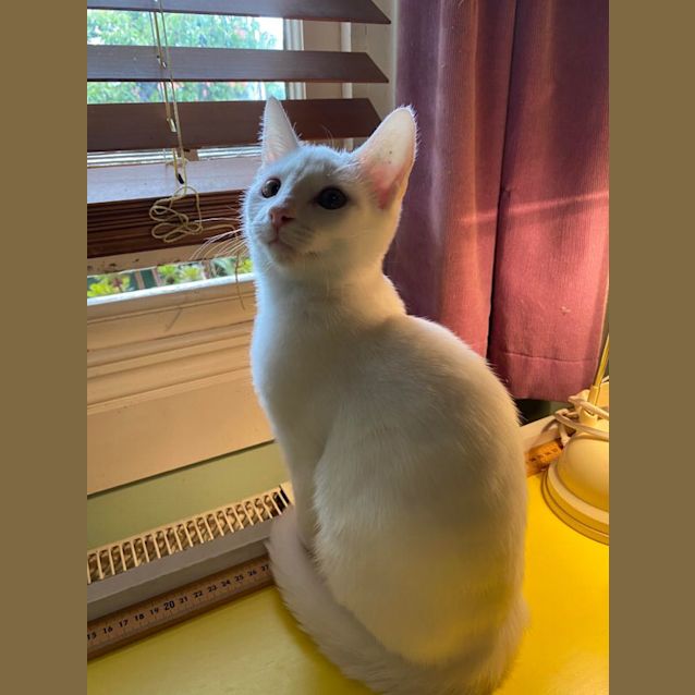 Photo of Micah & Flint   Wacky Little Brothers