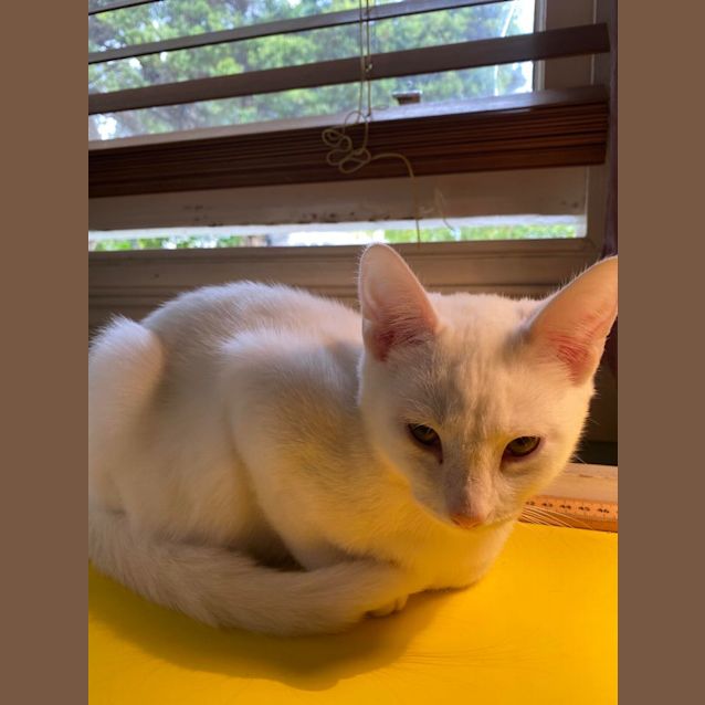 Photo of Micah & Flint   Wacky Little Brothers