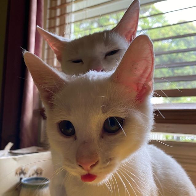 Photo of Micah & Flint   Wacky Little Brothers