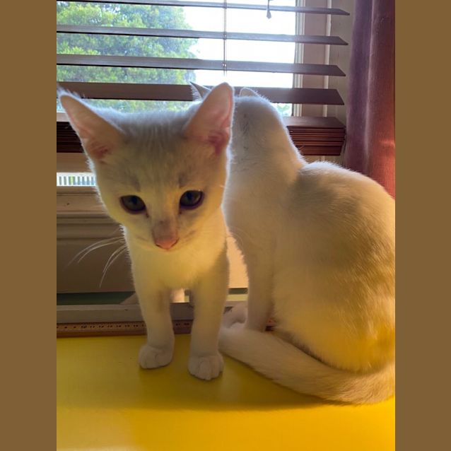 Photo of Micah & Flint   Wacky Little Brothers