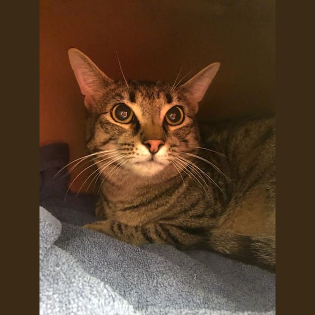Photo of Atlas 