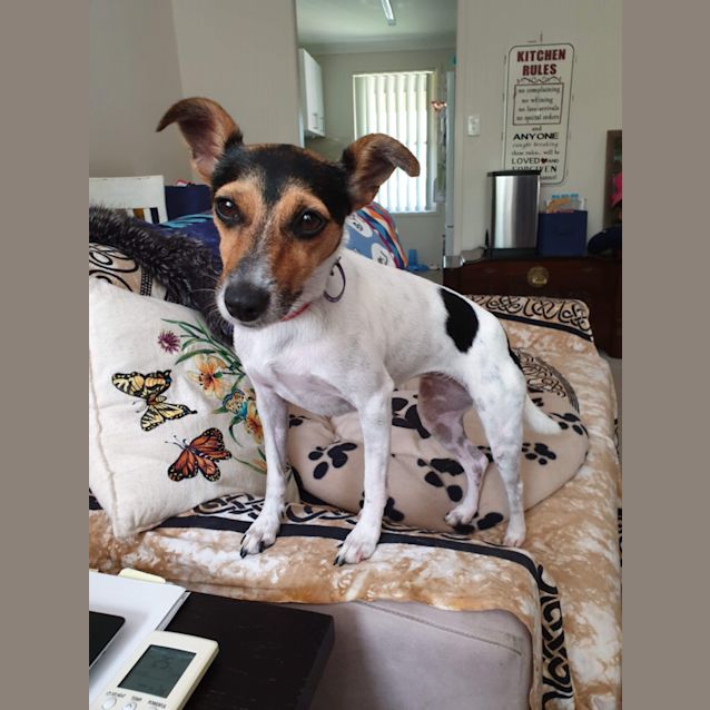 Photo of Pip