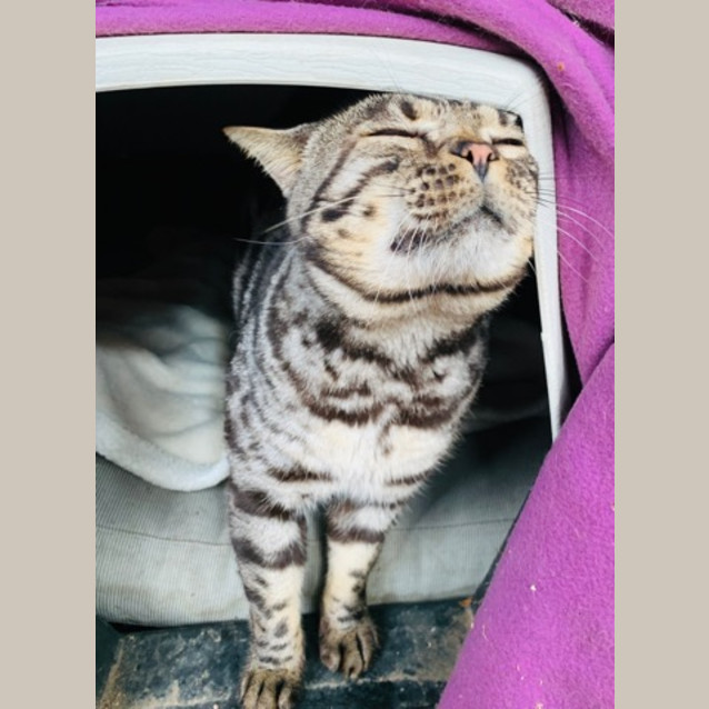 Photo of Zorro