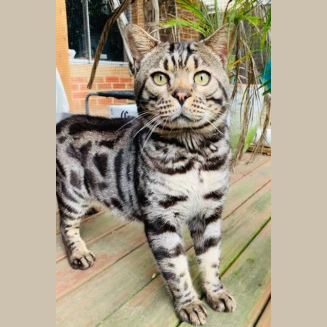 Photo of Zorro