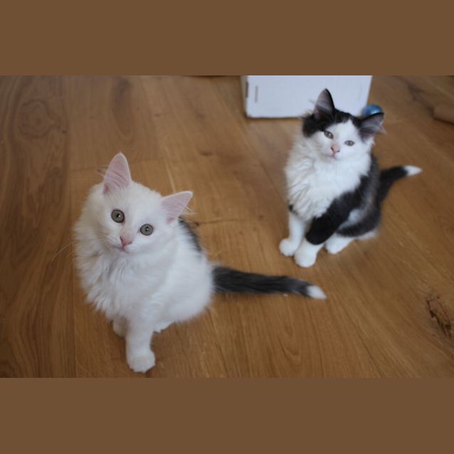 Photo of Jasper & Joey