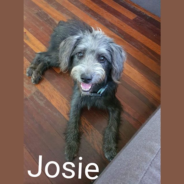 Photo of Josie
